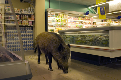 Supermâché, aire de pique-nique (L.Sfar/ J.Guillaud - 2008)